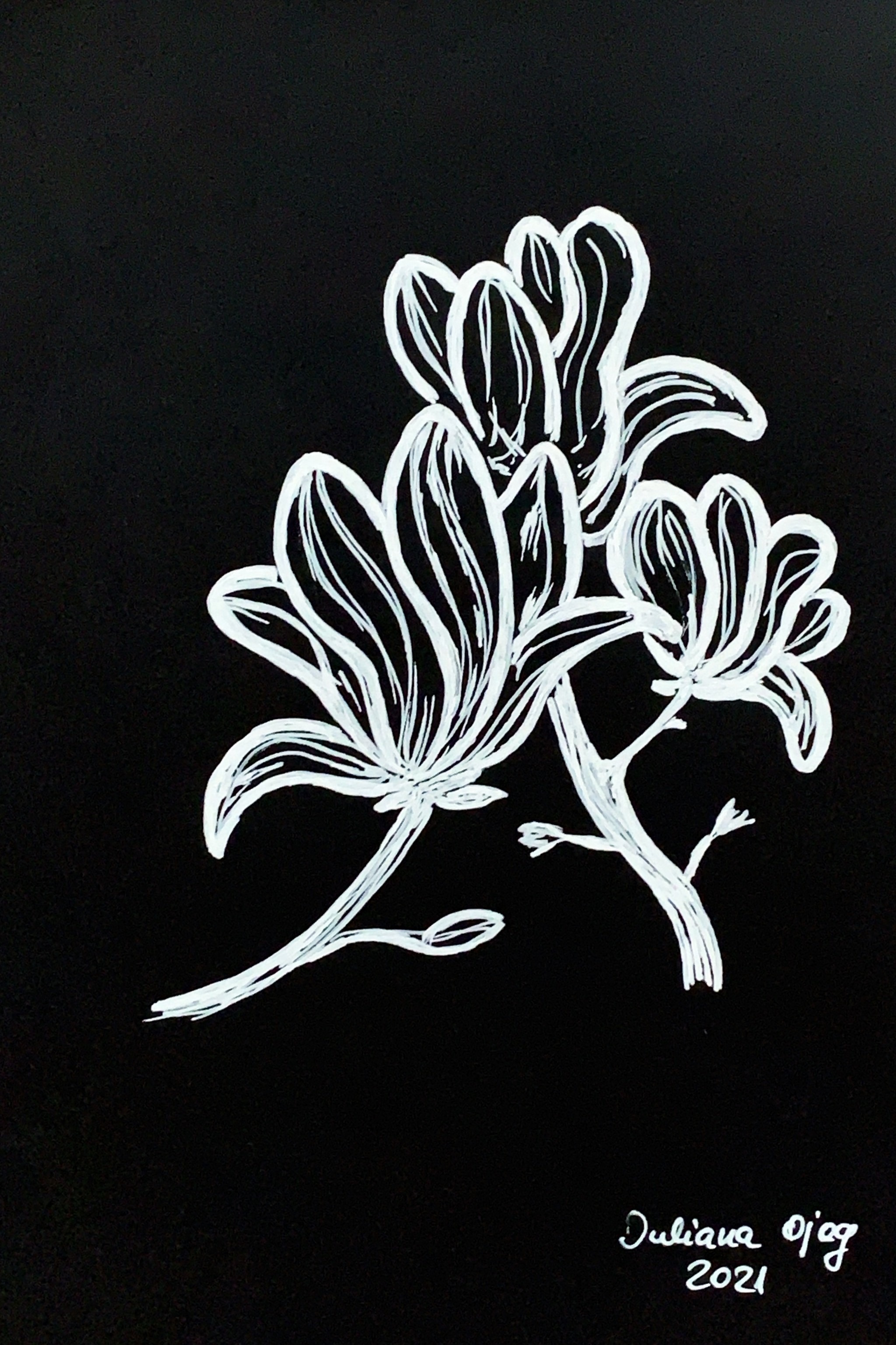 Papierzeichnung, weiß auf schwarz: "Magnolie (4)"