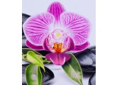 Pebbles_and_Orchid_det_1_thumb1.jpg